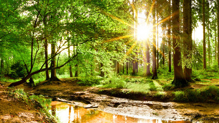 Beautiful forest in spring with bright sun shining through the trees © Günter Albers