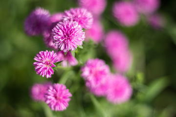 Fototapeta premium Pink flowers