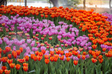 Tulip Garden