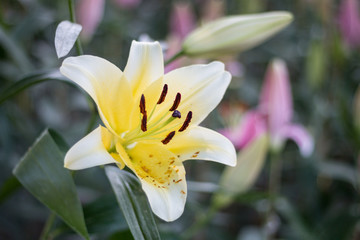 Fototapeta premium White lilies