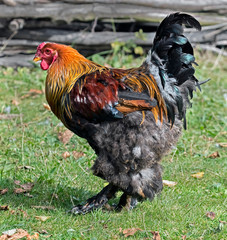 Portrait of nice big rooster