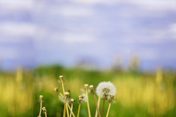 Vintage photo of dandelions on the background of meadow and sky. Blured. Horizontal