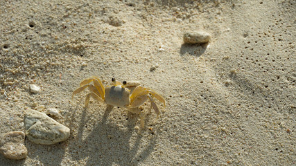 Crab at the beach