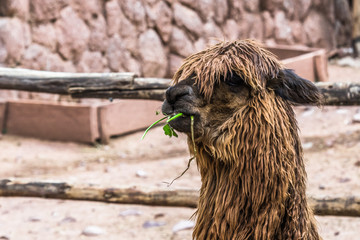 Shaggy Alpaca chews grass
