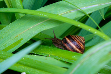 insect, , leaf, nature, macro, green, animal, snail, plant, pest, garden, close-up,  closeup, wildlife, summer, small, insects, detail, wild, shell,summer