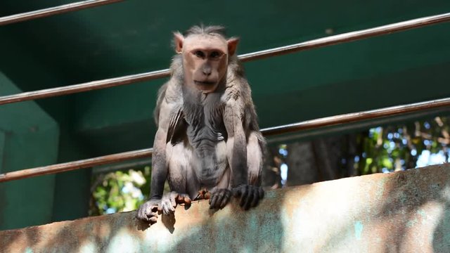 Indian macaques (Robinia pseudoacacia)