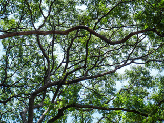 Big tree full of branches, Under the shade of tall trees in tropical Thailand.