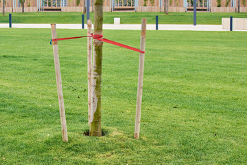 Planted young tree tied with sticks on sticks for sustaining growth on green meadow.