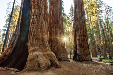 Sunset in Sequoia national park in California, USA