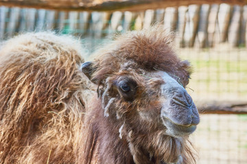 Shaggy camel with warm wool at the zoo.