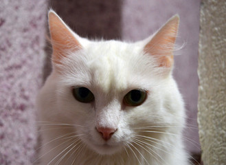 beautiful young white fluffy cat thoughtfully sitting at home
