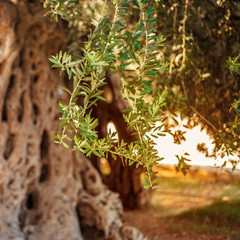 old olive tree with olives for oil production