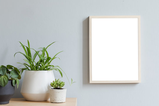 Minimalistic room interior with mock up photo frame on the brown wooden table with beautiful plant in design hipster white pot. Grey walls. Stylish and  floral concept of mock up poster frame. 