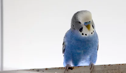 Gordijnen A blue wavy parrot sits on a cage © maykal