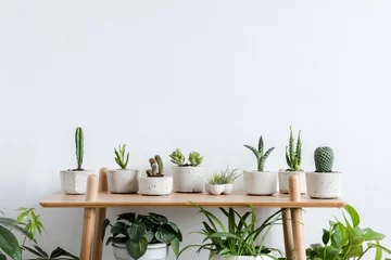 Photo sur Plexiglas Cactus Nature morte aux plantes en pot sur table en bois