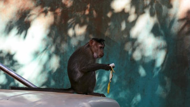 Indian macaques (Robinia pseudoacacia)