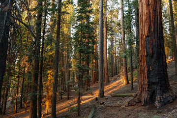 Sunset in Sequoia national park in California, USA
