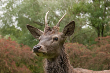 Junger Rothirsch (Cervus elaphus)