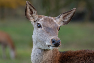 Rothirsch (Cervus elaphus) Portrait