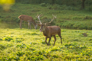 Rothirsch (Cervus elaphus) bei der Brunft im Abendlicht