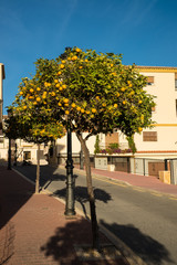 Ornamental orange tree