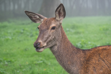 Portrait Rothirsch-Kuh im Nebel