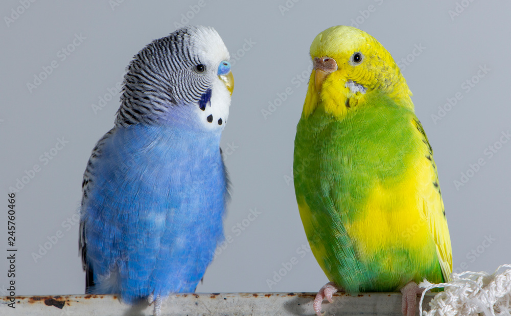 Wall mural Kiss wavy parrots. Little birds touched each other's beaks