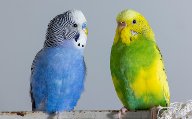 Kiss wavy parrots. Little birds touched each other's beaks