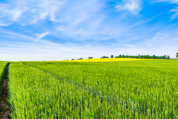 Growing wheat field, green spring landscape