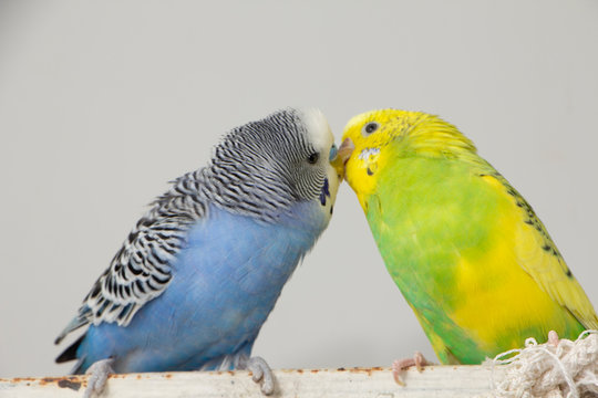 Kiss wavy parrots. Little birds touched each other's beaks