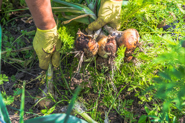 Farming vegetables, harvest of garden produce. Farmer Pulling onion from the soil. Organic farming concept.