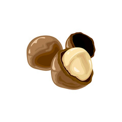 Vector illustration of a macadamia peeled whole, cracked into halves. Food symbol collection. Whole nuts and macadamia kernels. Nutrition and agriculture concept. Vector icon on the white background.