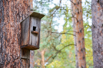 Wooden bird feeder hanging on pine tree in forest.