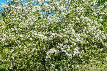 Fototapeta na wymiar Flowering apple tree, blooming branch with blossoms and leaves