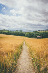 Obraz premium Bishop's Castle - Corn field