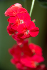 Fototapeta na wymiar FLOWERS: red flowers