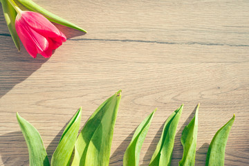 Obraz premium Spring concept - tulip leaves on the wooden background. Copy space. Pink tulip