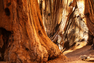 Hiker in Sequoia national park in California, USA