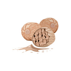 Vector illustration of a nutmeg peeled whole, chopped into halves. Food symbol collection. Whole nuts and nutmeg kernels. Nutrition and agriculture concept. Vector icon on the white background.