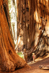 Family with boy visit Sequoia national park in California, USA
