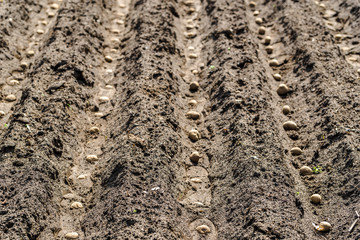 Farm of potatoes, planting seeds of potato on field, organic farming concept