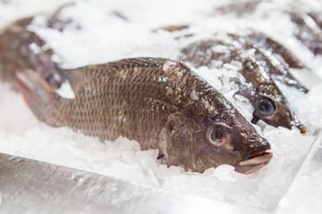 group of nile tilapia freeze on ice at  fresh fish market