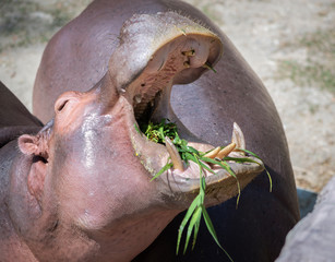 Hippos are eating grass happily in Chiang Mai Zoo, Thailand.