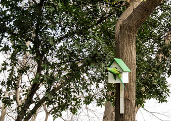 wooden birdhouse, nesting box on a tree with parrot