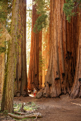 Hiker in Sequoia national park in California, USA