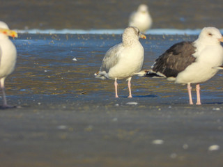 mouettes