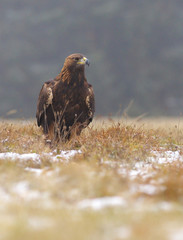 Golden eagel standing on the meadow, a view from near