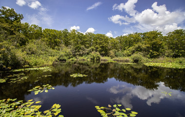 Park lake reflections