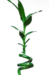 Fototapeta premium Bamboo on a white background