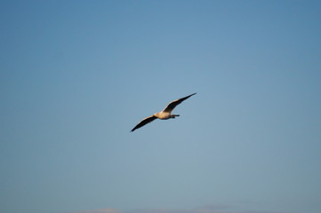 Seagull flying in a light blue sky